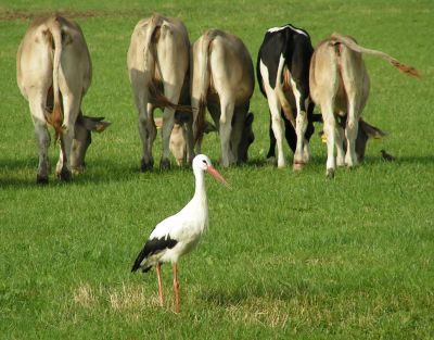storch.jpg